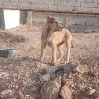 واگذاری توله ۲ماهه|سگ|سراجو, |دیوار