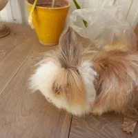 خرگوش لوپ پشمالو