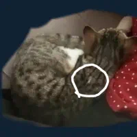 گربه.گمشده|حیوانات|رشت, ساغری سازان|دیوار