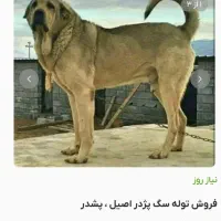 واگذاری سگ ماده