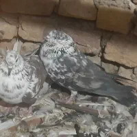 ۳جفت کبوتر عالی
