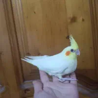 عروس هلندی نرمخور