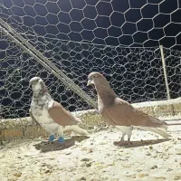 شهری نر هوایی|پرنده|شیراز, سعدیه شمالی|دیوار