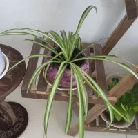 گل طبیعی|گل و گیاه طبیعی|شیراز, گویم|دیوار