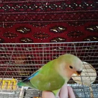 دو عدد کوتوله تازه دون خور شده|پرنده|شهرکرد, |دیوار