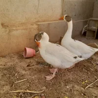 دوعدد غاز و دوعدد اردک