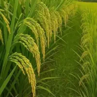 کیمیا شدن خاک با طلای سیاه