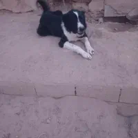 سگ چنبر یک ساله|حیوانات مزرعه|خمینی‌شهر, |دیوار