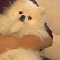 خرسی منحصر ب فرد کمیاب|سگ|فردیس, دهکده|دیوار