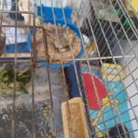 قناری|پرنده|بروجرد, |دیوار