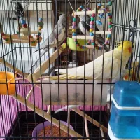 ۵تا عروس هلندی