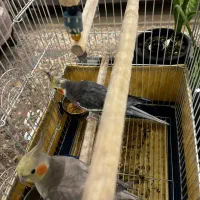 جفت عروس هلندی نر و ماده|پرنده|تهران, دربند|دیوار