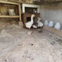 فروش غاز محلی و قو