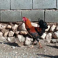 خروس معاوضه با مرغ