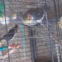 تعداد ۷ عروس هلندی چند کلمه حرف میزنن نر و ماده|پرنده|مشهد, رده|دیوار