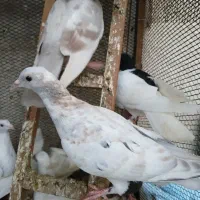 کبوتر مفلق هیچ پری تا سه پری
