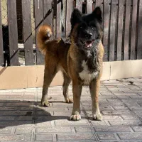 سگ آکیتا امریکن