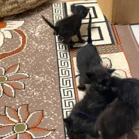 واگذاری بچه گربه رایگان