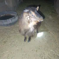 یک عدد بزغاله ماده قیمت عالی سالم محلی|حیوانات مزرعه|آیسک, |دیوار