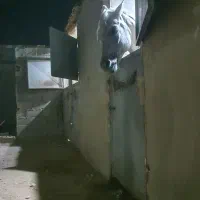 عرب مصری ۲سر