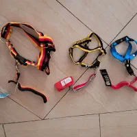 قلاده سگ|لوازم جانبی حیوانات|ایلام, |دیوار