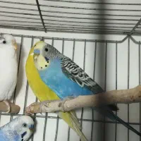 دو جفت مرغ عشق|حراج|ایذه, |دیوار