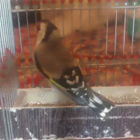 سهره|پرنده|شیراز, جوادیه|دیوار