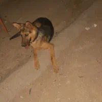 فروش ژرمن ورک