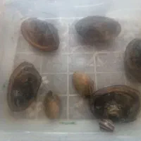 صدف دریای زنده