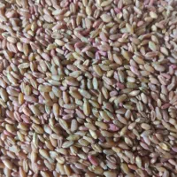 بذر گندم شبرنگ