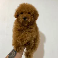 پودل مینیاتور