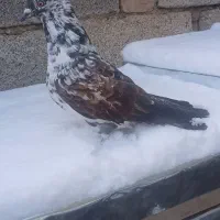 کبوتر|پرنده|هیر, |دیوار