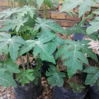 نهال پاپایا|خدمات باغبانی و درختکاری|نورآباد ممسنی, |دیوار