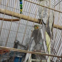 یک جفد عروس هلندی|پرنده|قم, نیروگاه|دیوار