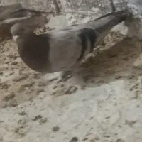 کبوتر سوسنی گم شده