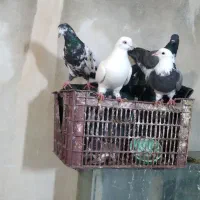 کبوتر
