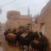 17عدد گوسفند نر جوان دشتی آماده برای پروار بندی|حیوانات مزرعه|حلب, |دیوار