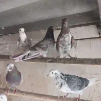 کبوتر پرشی|پرنده|فشاپویه, |دیوار