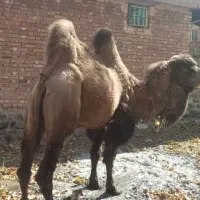 شتر دو کوهان|حیوانات مزرعه|کهریزک, |دیوار