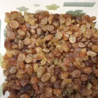 کشمش در جه یک پلویی