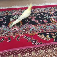 عروس هلندی ماده|پرنده|دامغان, |دیوار