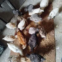 جوجه محلی اصل ۵۵ روزه