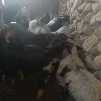 کهره نر چاق|حیوانات مزرعه|بیضا, |دیوار