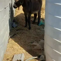 الاغ|حیوانات مزرعه|شیراز, داریون|دیوار