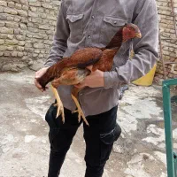 مرغ لاری نصل دار وجوجه خروس