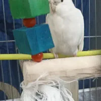 عروس هلندی نر آلبینو|پرنده|ملایر, |دیوار