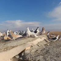 کبوتر پرشی|پرنده|اسفراین, |دیوار