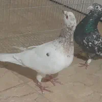 نر و ماده سرور کاکلی