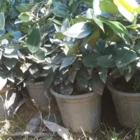 یاس هلندی گل زینتی|گل و گیاه طبیعی|اطاقور, |دیوار