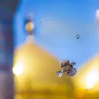 تور هوایی / ریلی و اتوبوس  مشهد مقدس همه روزه